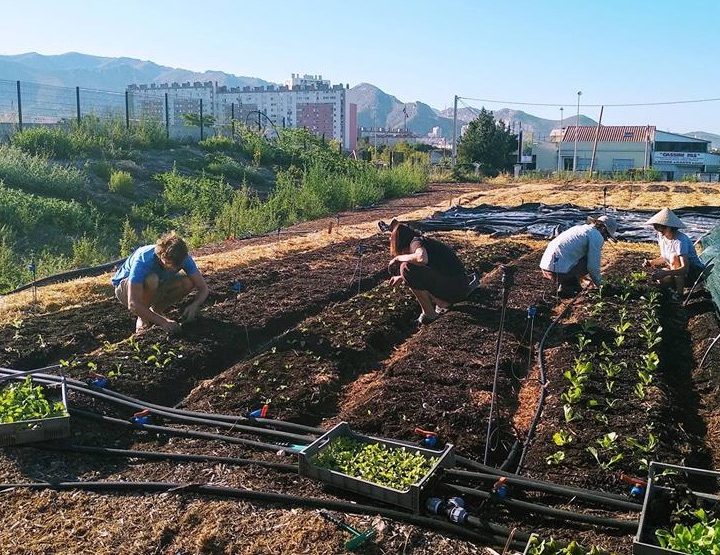 Le Talus : de l’agriculture urbaine à Marseille !