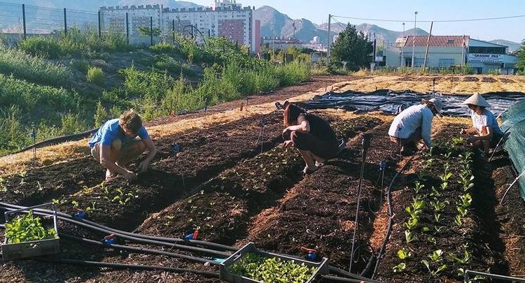 Le Talus : de l’agriculture urbaine à Marseille !