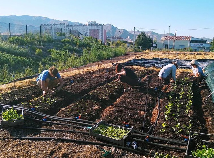 Le Talus : de l’agriculture urbaine à Marseille !