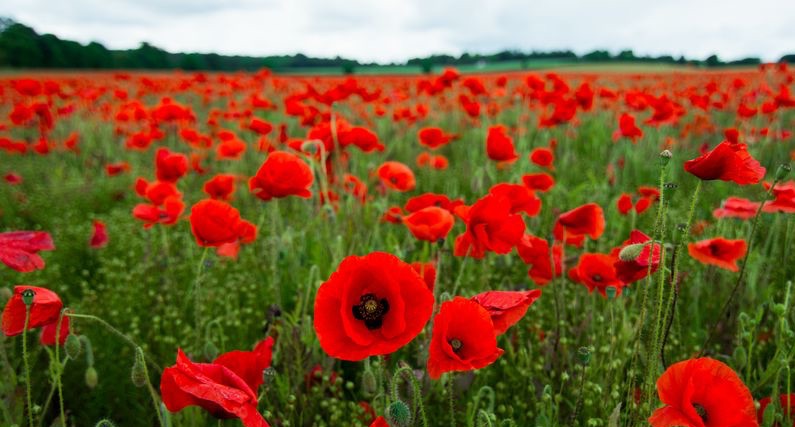 Rassemblement Nous voulons des Coquelicots