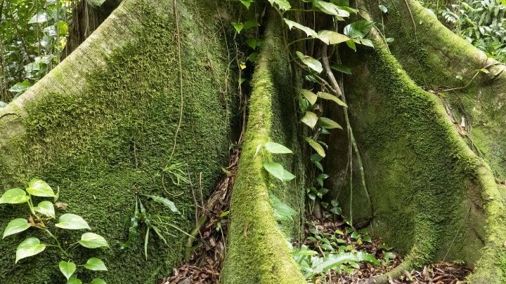 Protégeons les « Arbres Remarquables » !