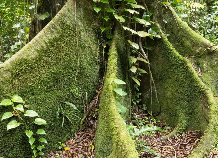 Protégeons les « Arbres Remarquables » !