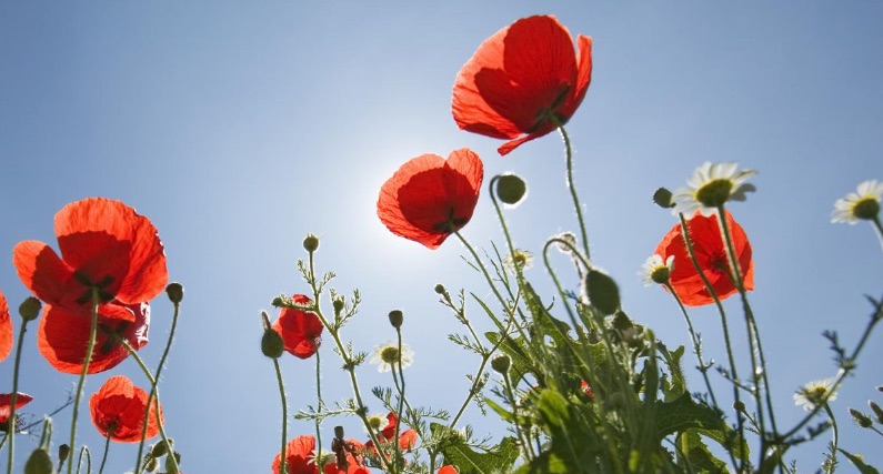 6ème rassemblement des coquelicots à la Mairie !