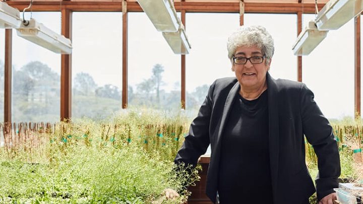 Joanne Chory : une super-plante pour sauver la planète?