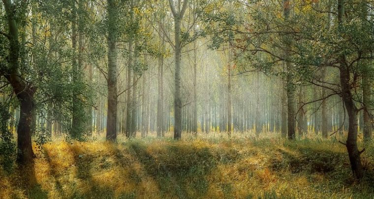 Interrogez la forêt dans la transition écologique