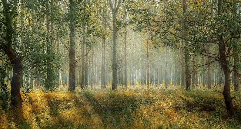 Interrogez la forêt dans la transition écologique