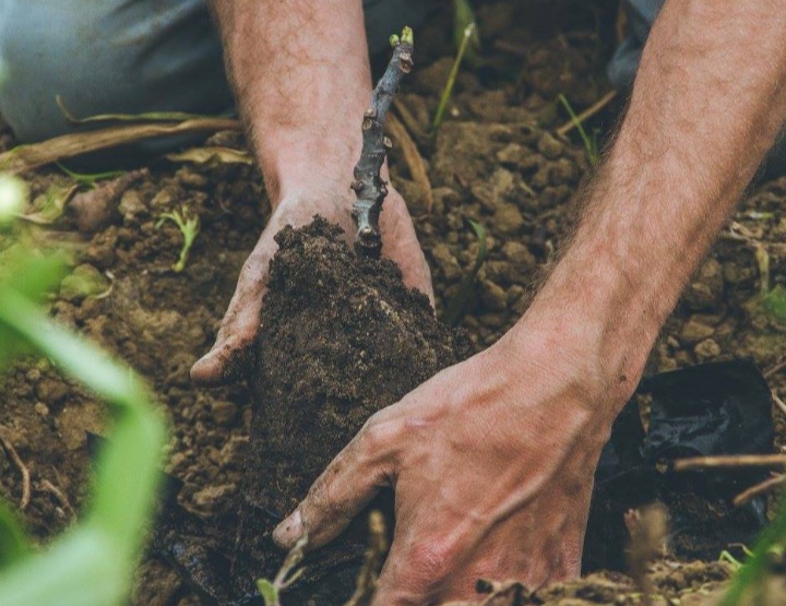 CAPTE : des arbres pour sauver la planète !