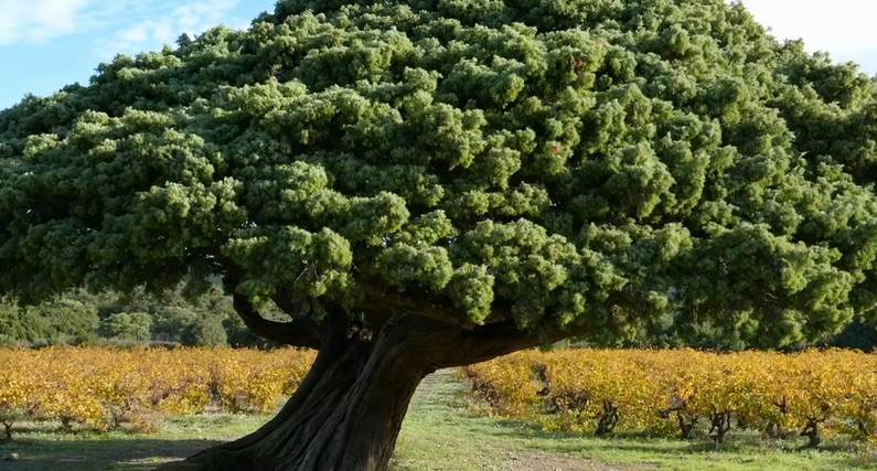 Regarder un film sur les Arbres Remarquables…