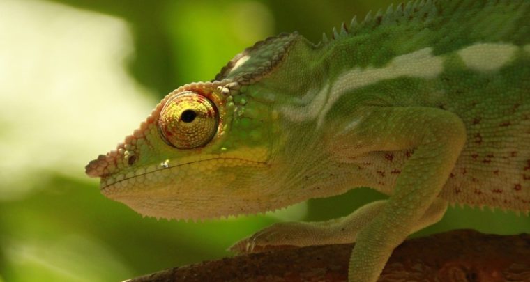 Allez voir l'Expo-Wild les photos animalières