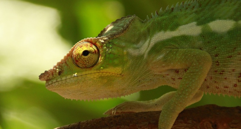 Allez voir l’Expo-Wild les photos animalières