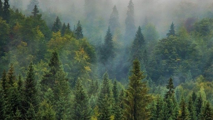 L’enseignement de la forêt par Laurent Huguelit