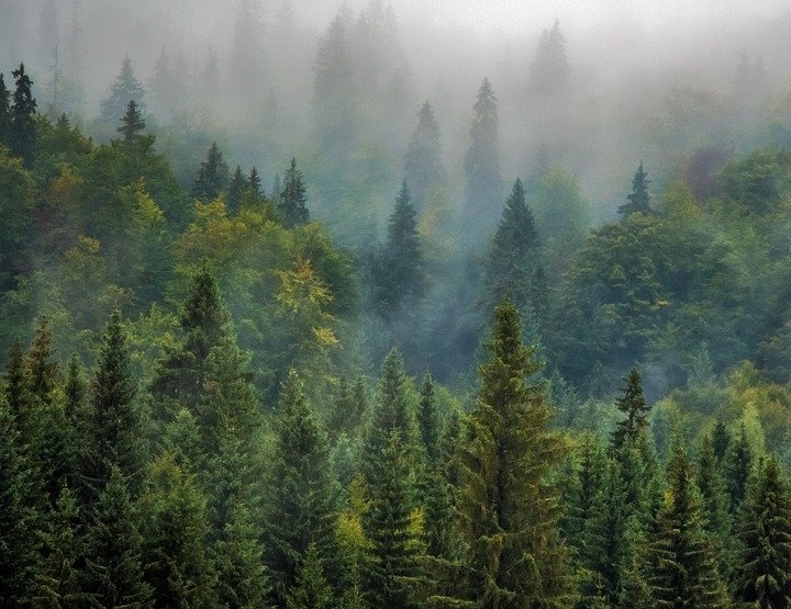 L’enseignement de la forêt par Laurent Huguelit