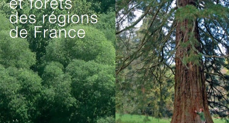 Arbres et forêts des régions de France