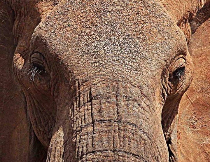 Elephant Haven, un sanctuaire pour éléphants en France