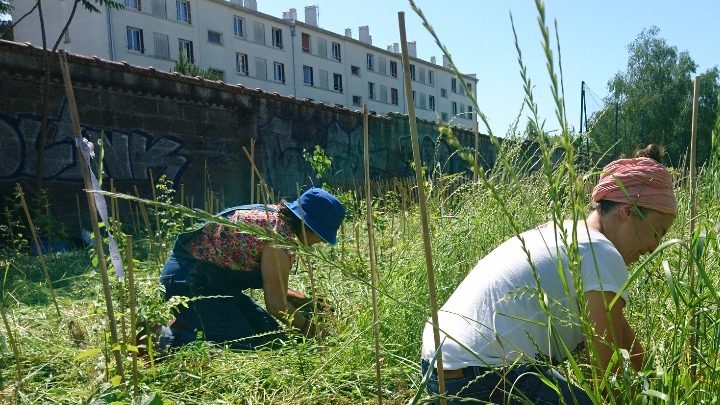 MiniBigForest : des forêts urbaines