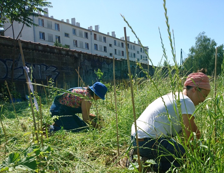 MiniBigForest : des forêts urbaines