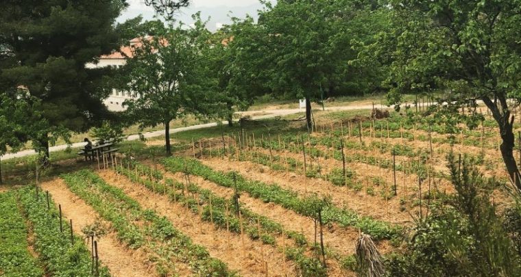 On s'initie à la naturopathie dans une ferme