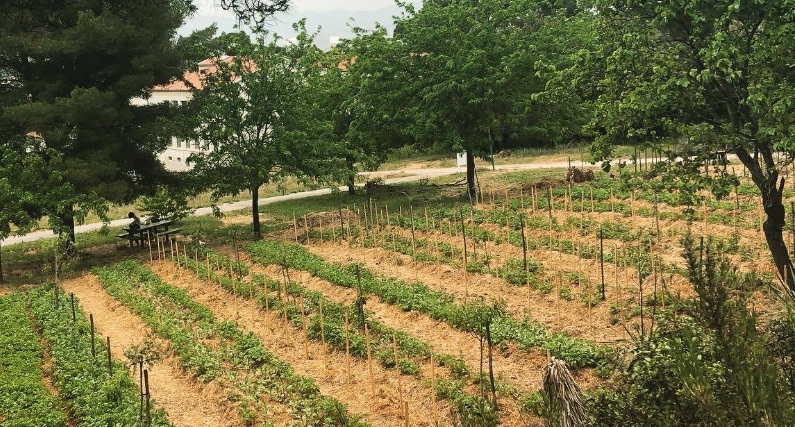 On s’initie à la naturopathie dans une ferme