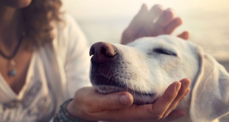 Communiquez avec vos animaux