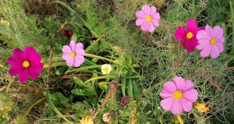 Manger des fleurs locales avec Bigoud'