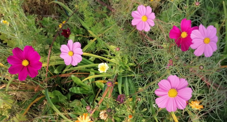 Manger des fleurs locales avec Bigoud’