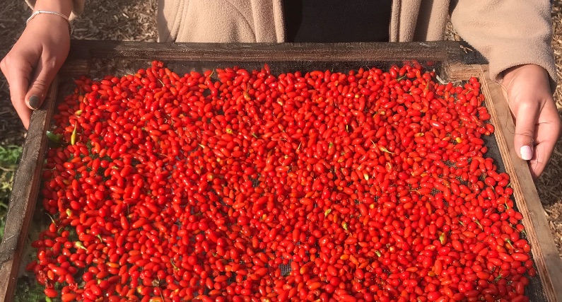 Acheter vos fruits & légumes au Talus