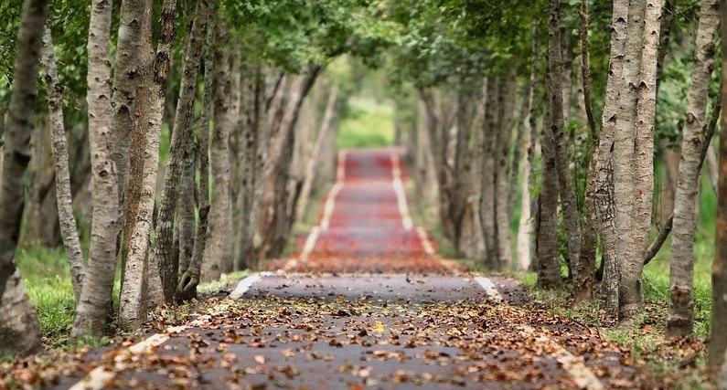 Donnez des droits aux arbres