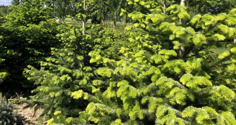 Replantez votre Ecosapin après les fêtes