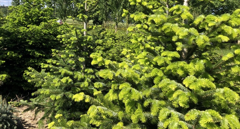 Replantez votre Ecosapin après les fêtes