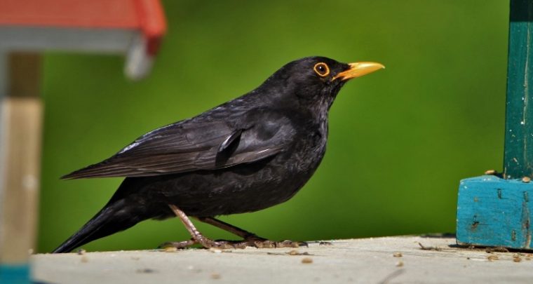 Recenser les oiseaux de jardin avec LPO