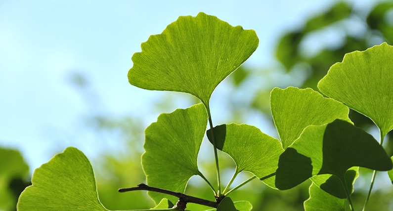 Pratiquer le yoga chez Ginkgo