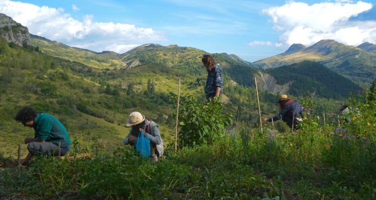 S'initier à l'Ethnobotanique au Théâtre du Centaure