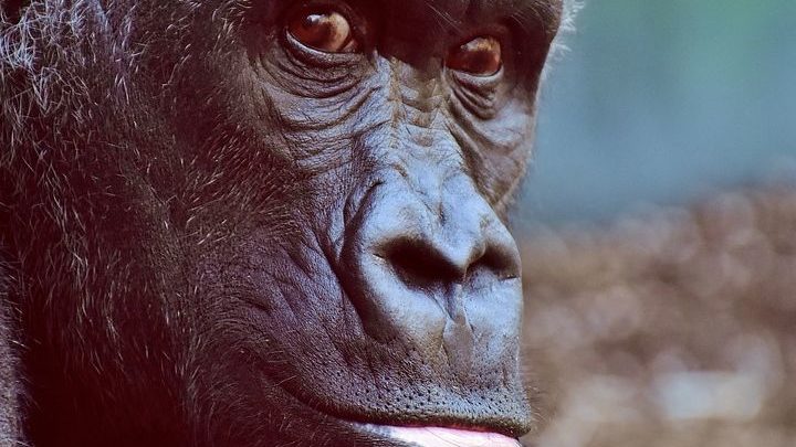 L'Université d'été de l'animal