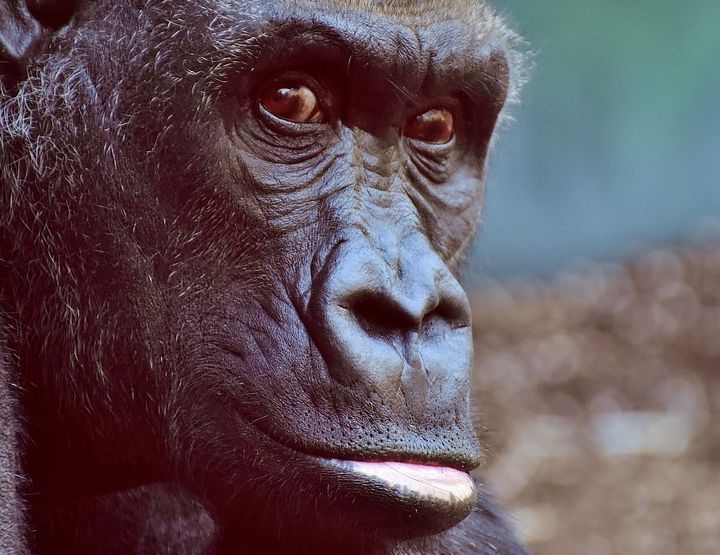 L'Université d'été de l'animal