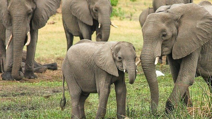 Des éléphants quittent leur zoo