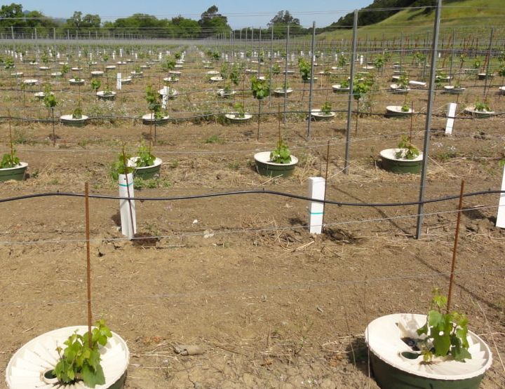 Faire pousser dans le désert avec Groasis