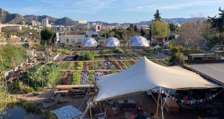 Cuisiner les plantes sauvages au Talus