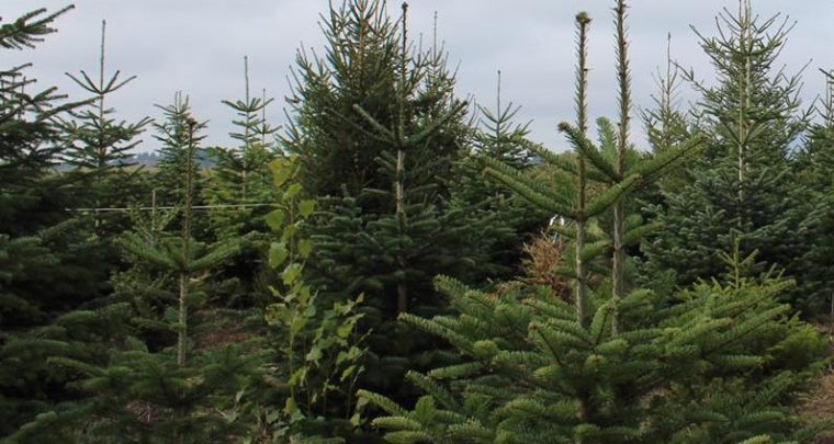 Louer un sapin en pot pour les Fêtes avec Ecosapin