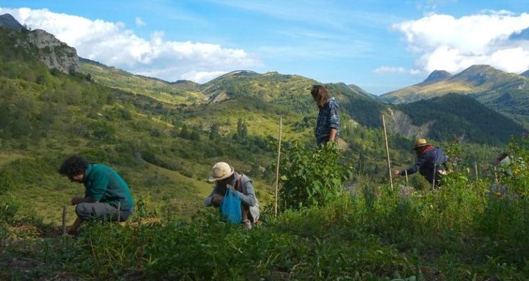 Se former à l'agriculture agroforestière syntropique