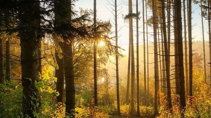 Mars, le mois de la forêt