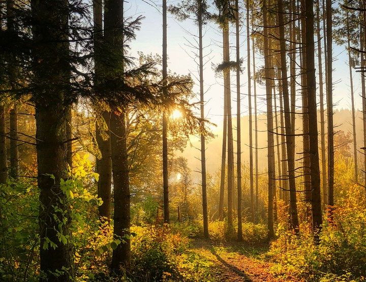 Mars, le mois de la forêt