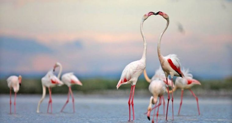 Aller au nouveau Festival de la Camargue