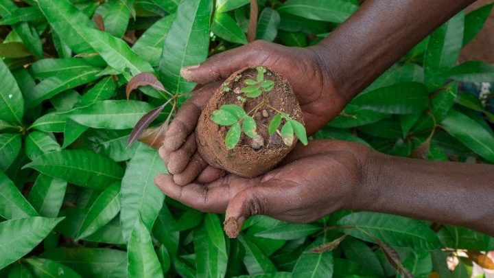 Treedom, let's green the planet