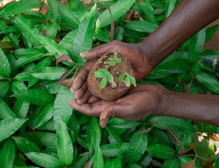 Treedom, let's green the planet