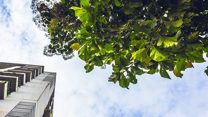 Des arbres à la place des clim !