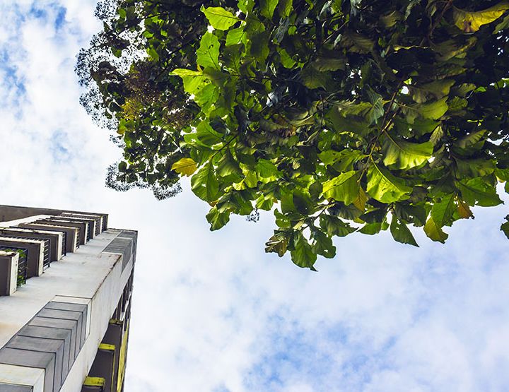 Des arbres à la place des clim !