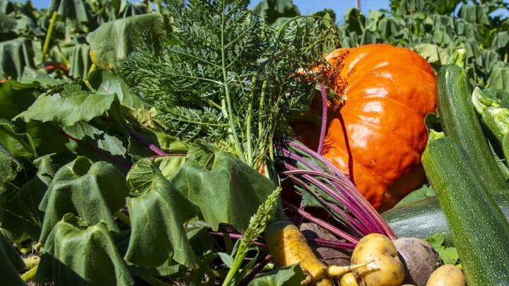 Du potager sur les ronds-points