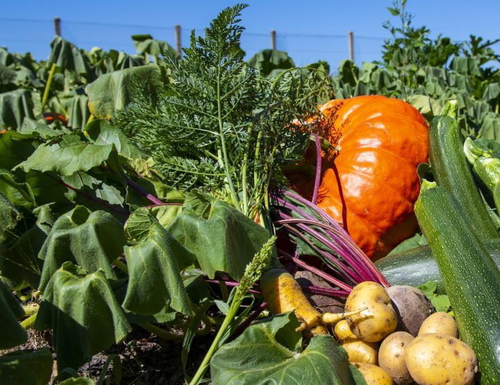 Du potager sur les ronds-points