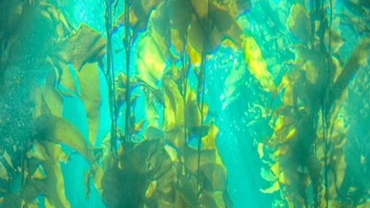 Les forêts de Kelp, poumons de la planète