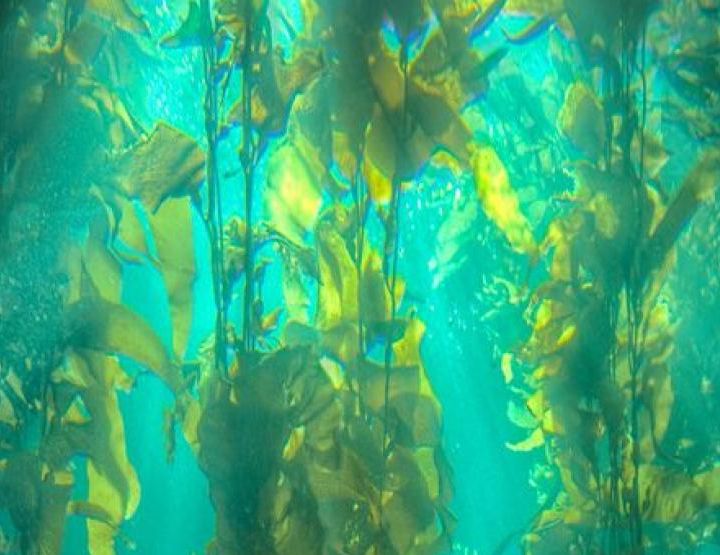 Les forêts de Kelp, poumons de la planète